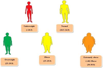 Exploring the underlying mechanisms of obesity and diabetes and the potential of Traditional Chinese Medicine: an overview of the literature